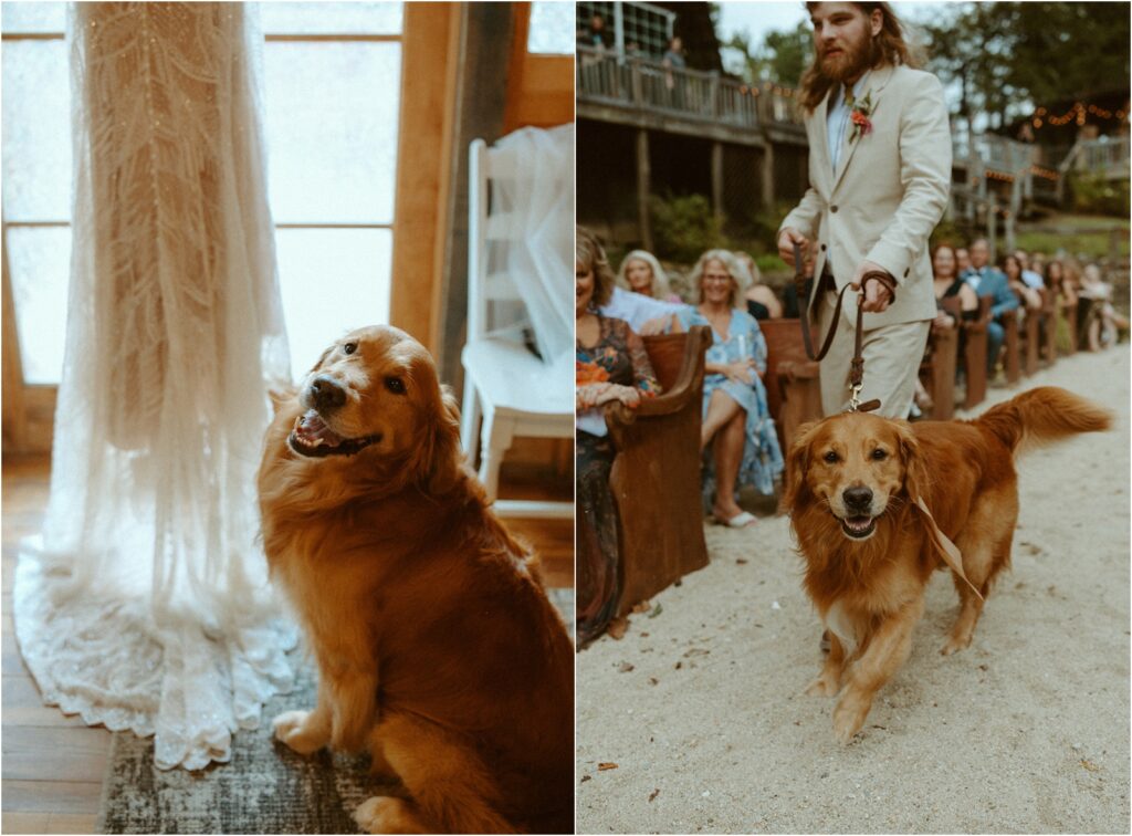 Wedding dog